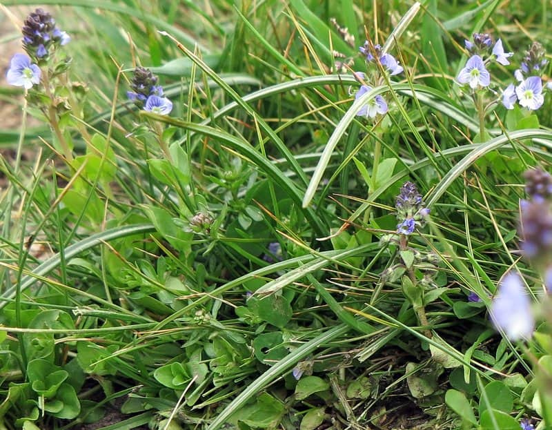 Imagen de Veronica nummularia Gouan ?