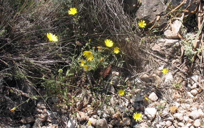 Imagen de Calendula suffruticosa DC