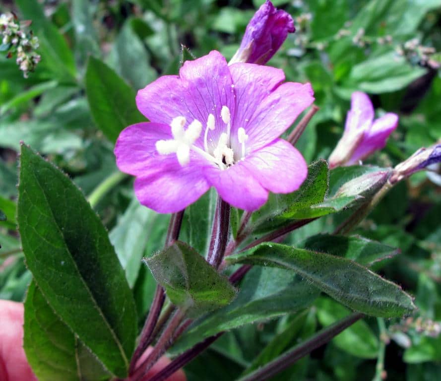 Imagen de Epilobium hirsutum L.