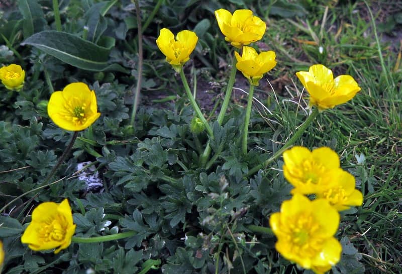 Imagen de Ranunculus bulbosus L. subsp.bulbosus