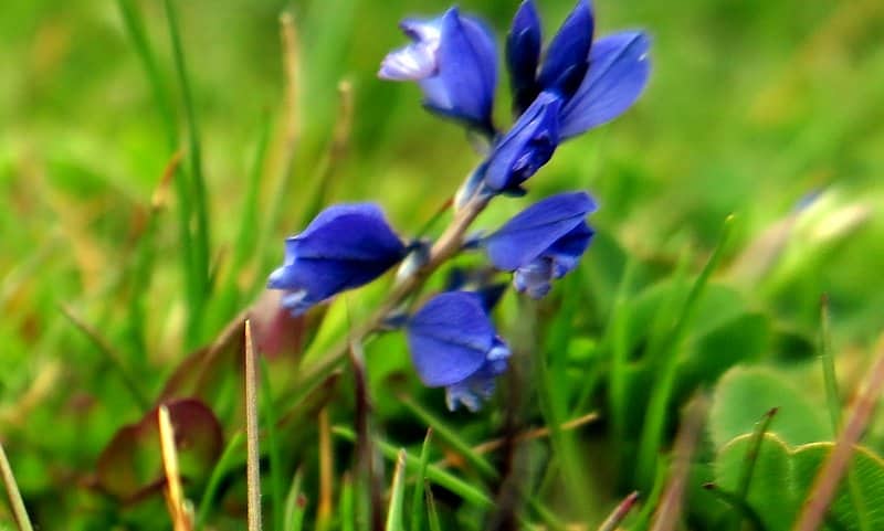 Imagen de Polygala serpyllifolia Hosé ?