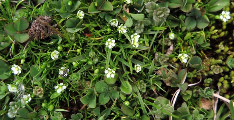 Imagen de Sagina saginoides (L.) H. Karst. grex