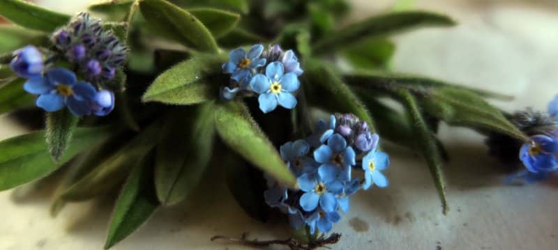 Imagen de Myosotis alpestris F.W. Scmidt subsp. alpestris