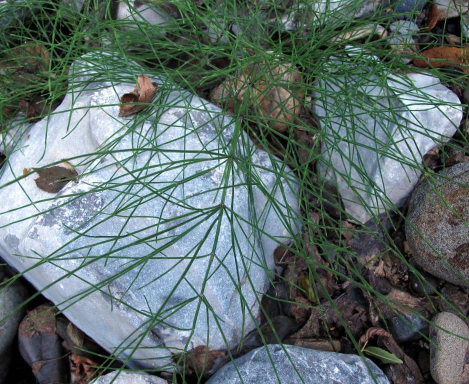 Imagen de Equisetum ramosissimum Desf.