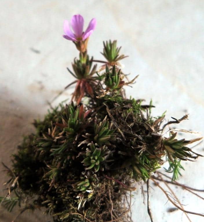 Imagen de Androsace cantabrica (Losa & P. Monts.) Kress