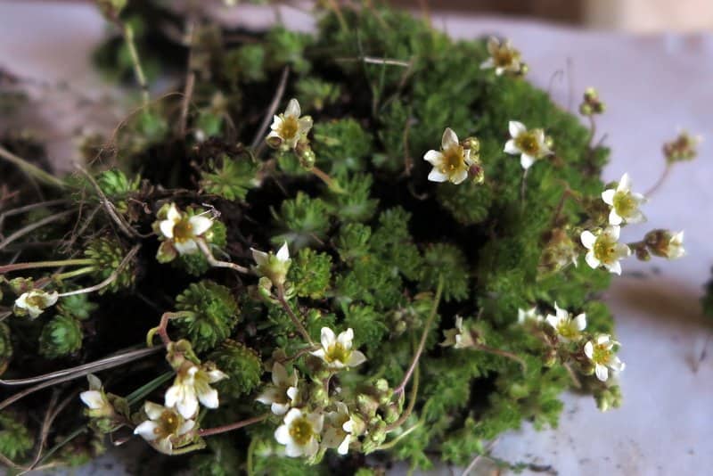 Imagen de Saxifraga moschata Wulfen