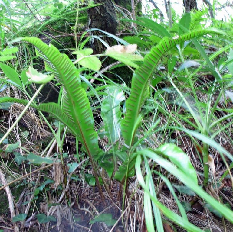 Imagen de Phyllitis scolopendrium (L.) Newman