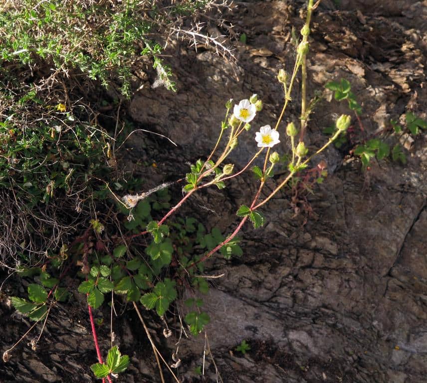 Imagen de Potentilla rupestris L.