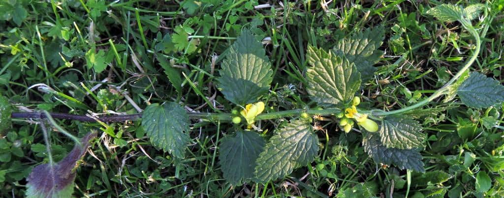 Imagen de Lamium galeobdolon (L.) L. subsp montanum (Pers.) Hayek