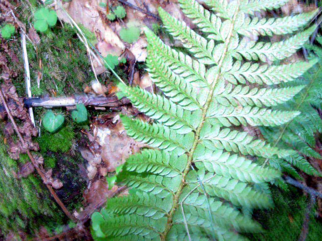 Imagen de Polystichum aculeatum (L.) Roth.