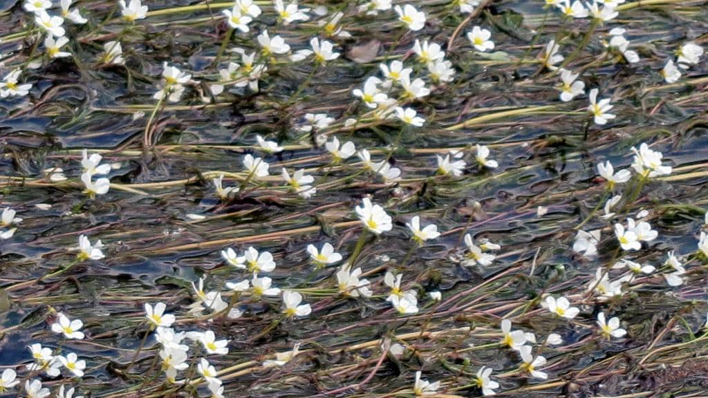 Imagen de Ranunculus penicillatus (Dumort.) Bab.