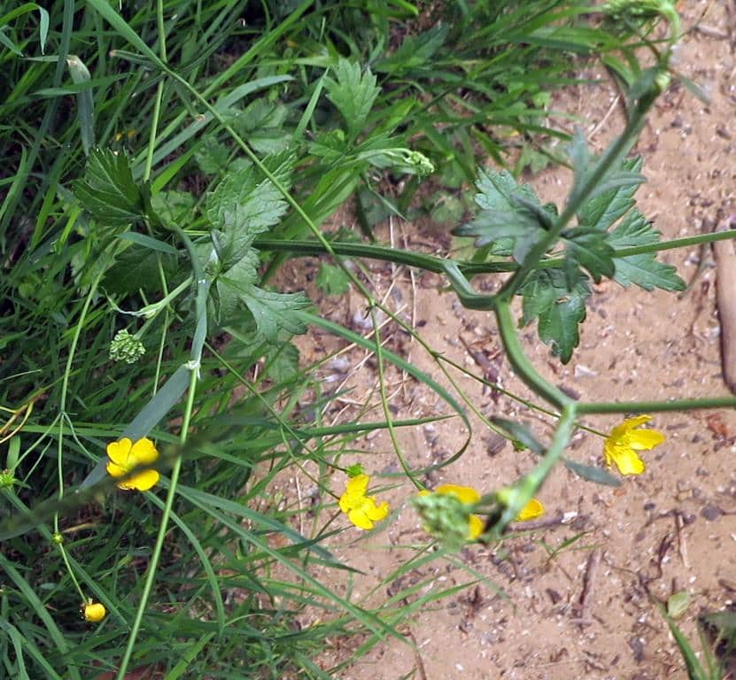 Imagen de Ranunculus acris L. ?