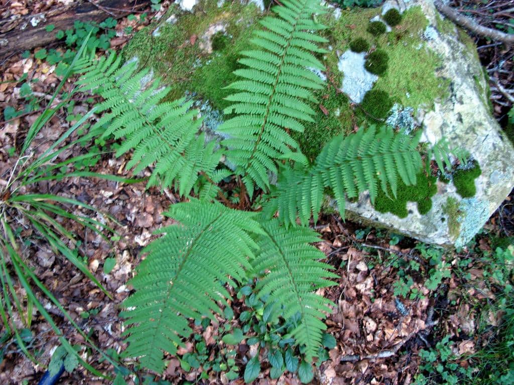 Imagen de Dryopteris filis-mas (L.) Schott