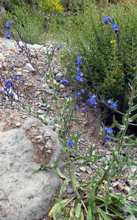 Imagen de Anchusa azurea Mill.