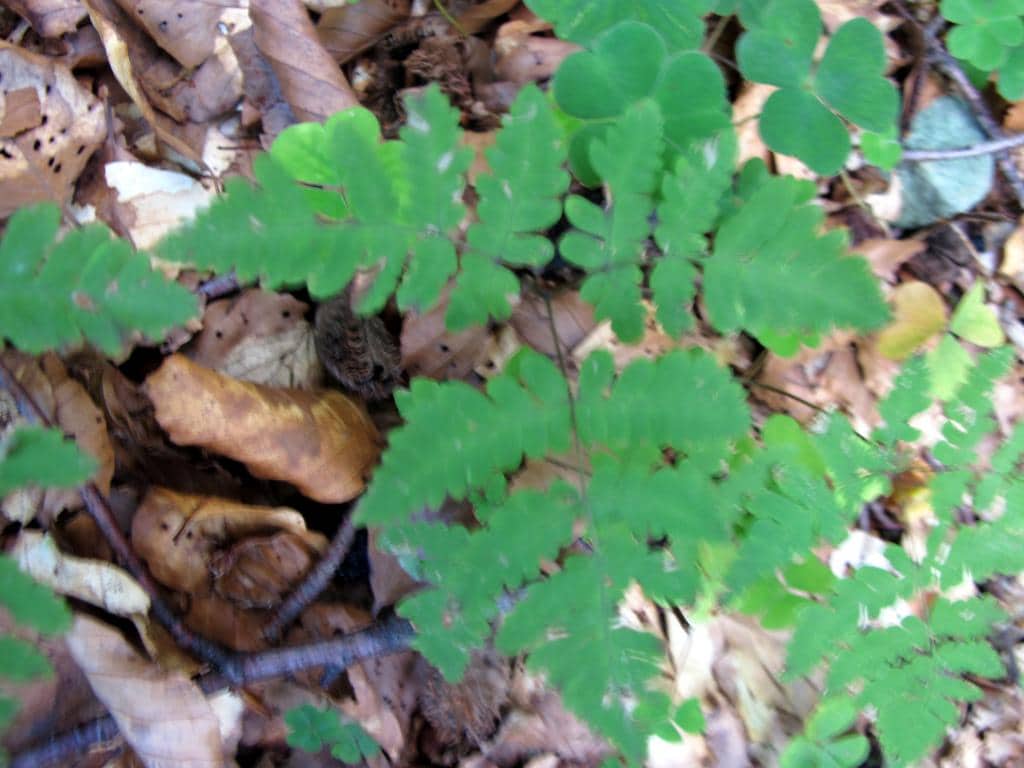 Imagen de Gymnocarpium dryopteris (L.) Newman