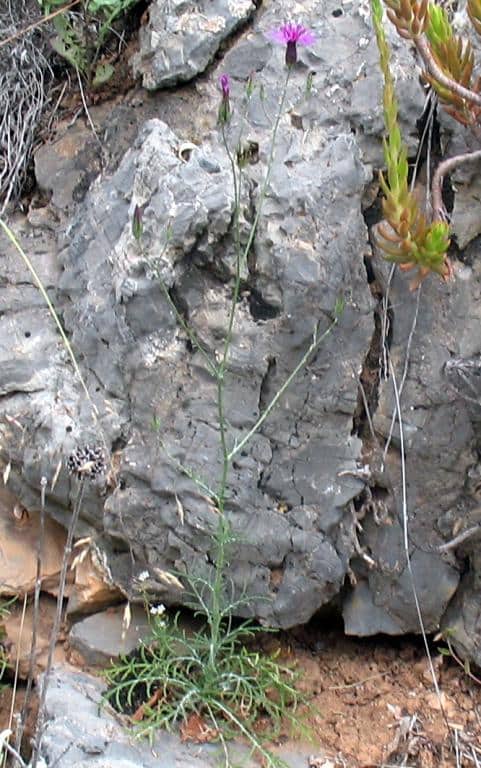 Imagen de crupinastrum (Moris) Vis.