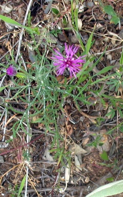 Imagen de Centaurea aspera L.