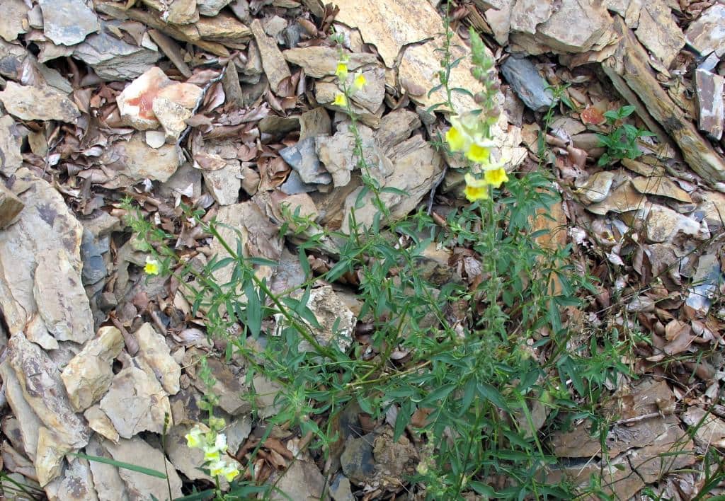 Imagen de Antirrhinum braun-blanquetii Rothm.