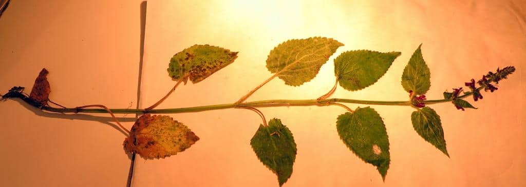 Imagen de Stachys sylvatica L.