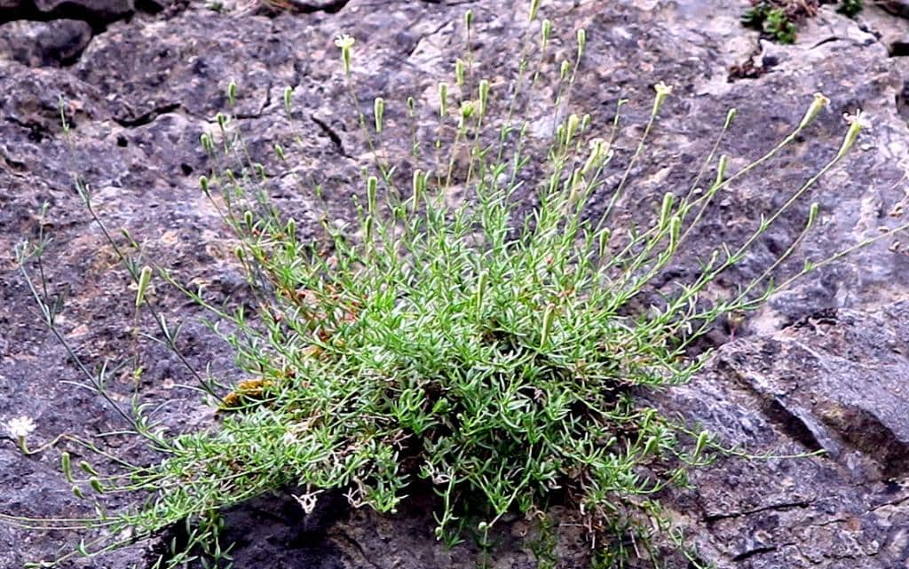 Imagen de Silene saxifraga L.