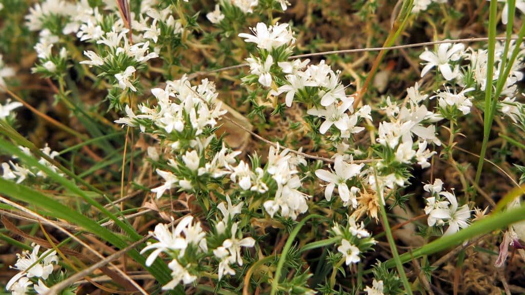 Imagen de Arenaria erinacea Boiss.