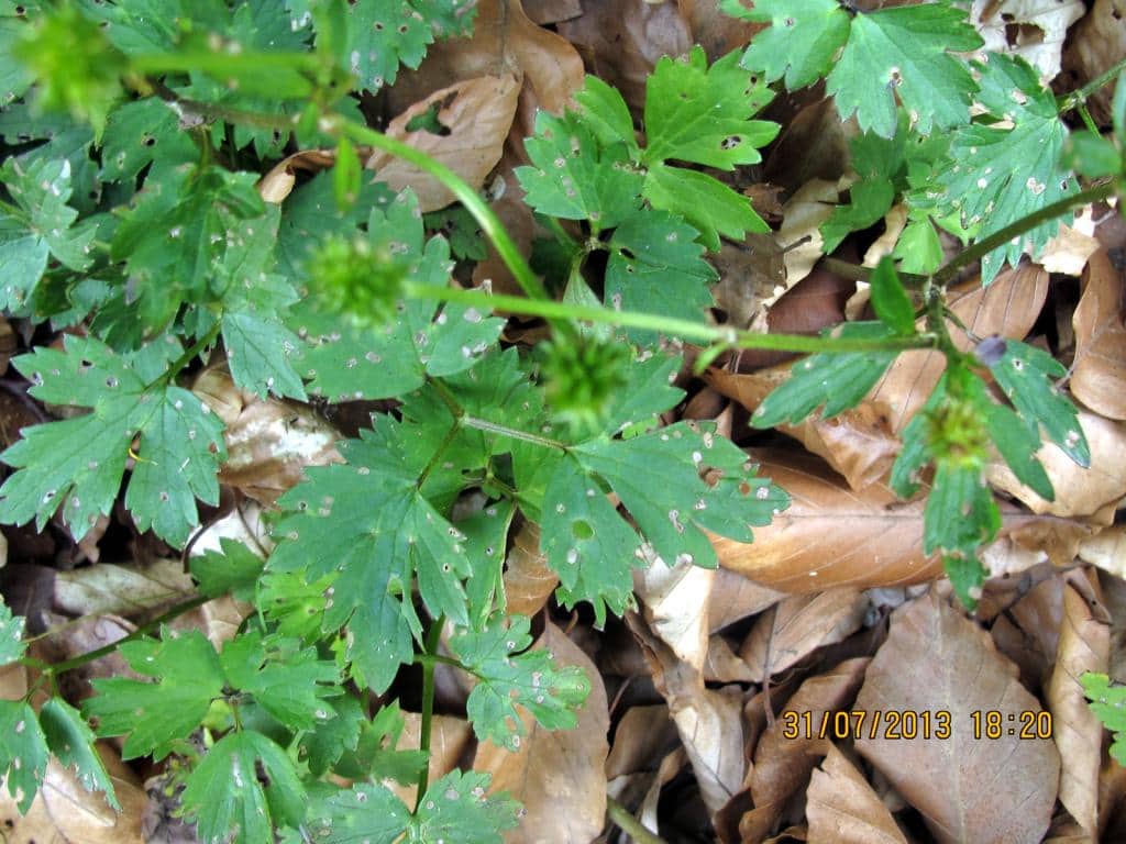 Imagen de Ranunculus repens L.