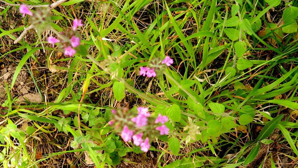 Imagen de Stachys sylvatica L. )