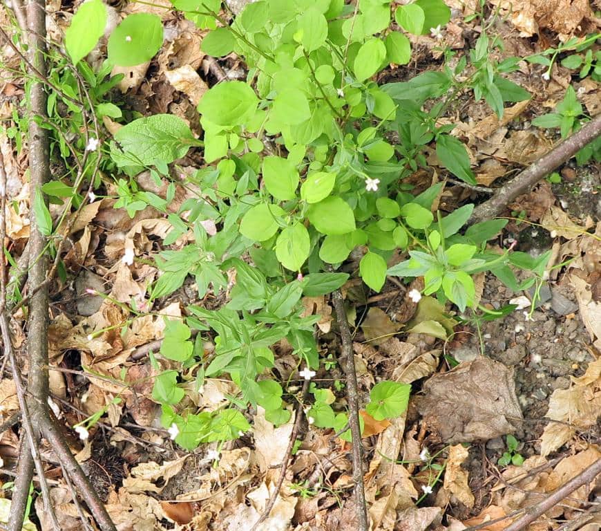 Imagen de Epilobium lanceolatum Sebastiani & Mauri