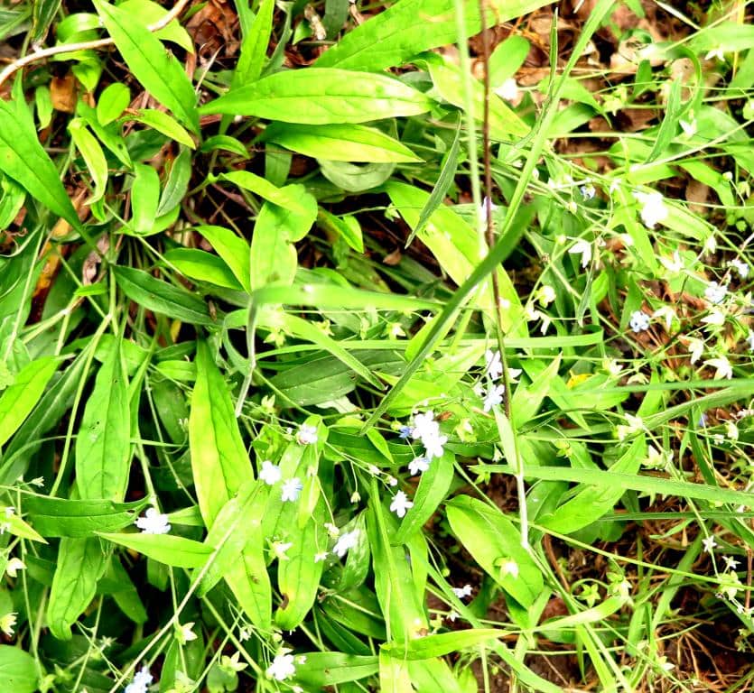 Imagen de Omphalodes nitida (Hoffmans & Link ex Willd.) Hoffmans & Link