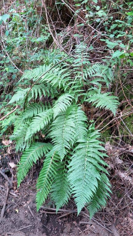 Imagen de Dryopteris filix-mas (L.) Schott