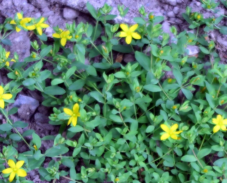 Imagen de Hypericum humifusum L.