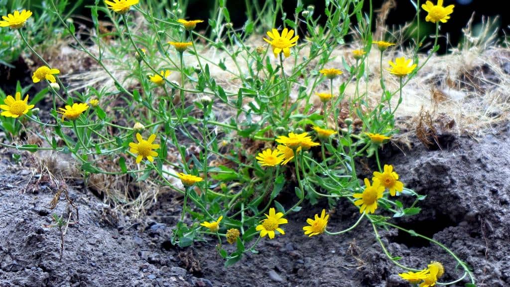 Imagen de Glebionis segetum (L.) Fourr.