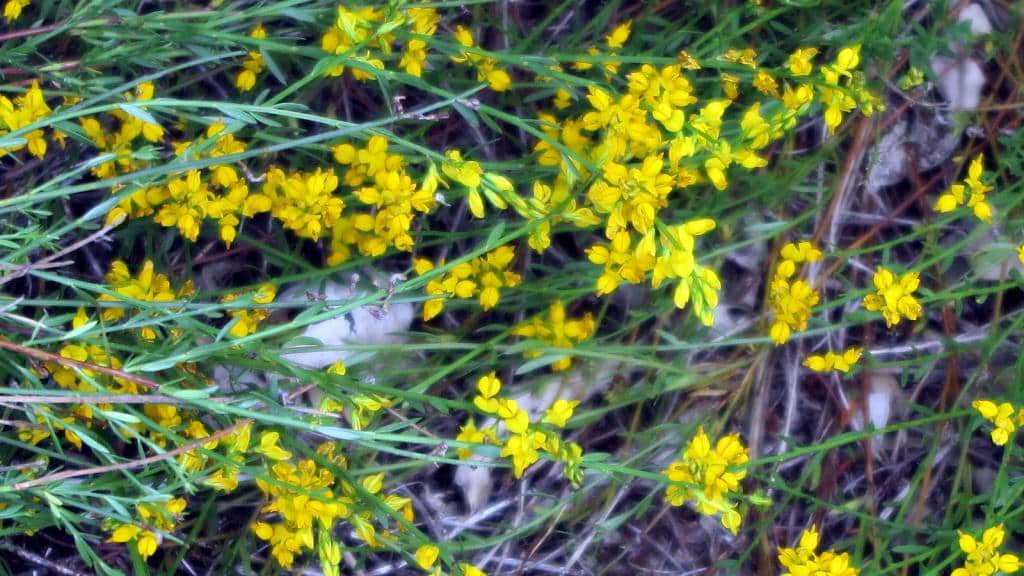 Imagen de Genista pulchella Vis.