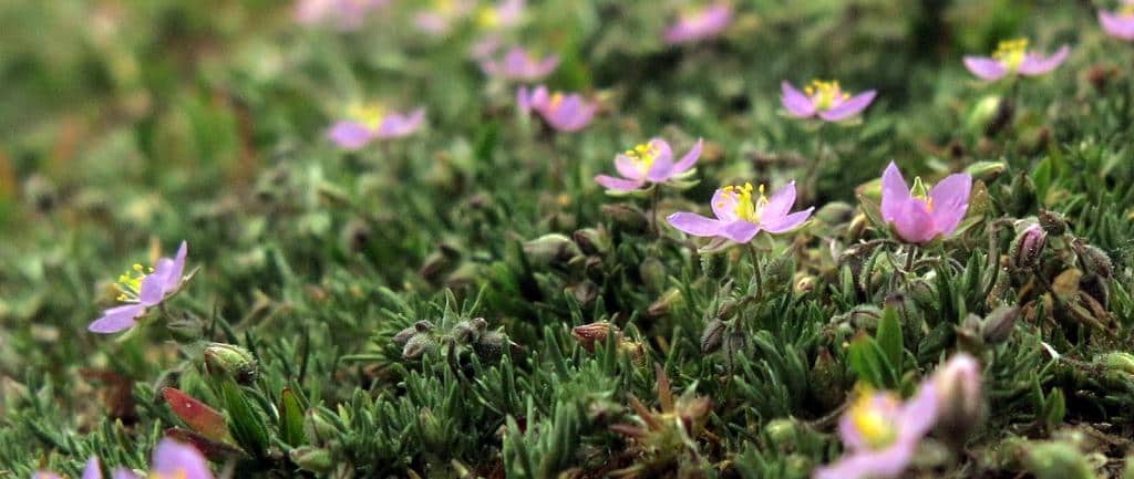 Imagen de Spergularia rubra L. )