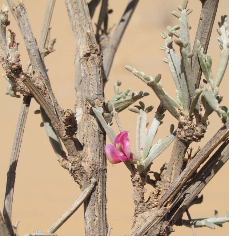 Imagen de Hedysarum argyreum Greuter & Burd.