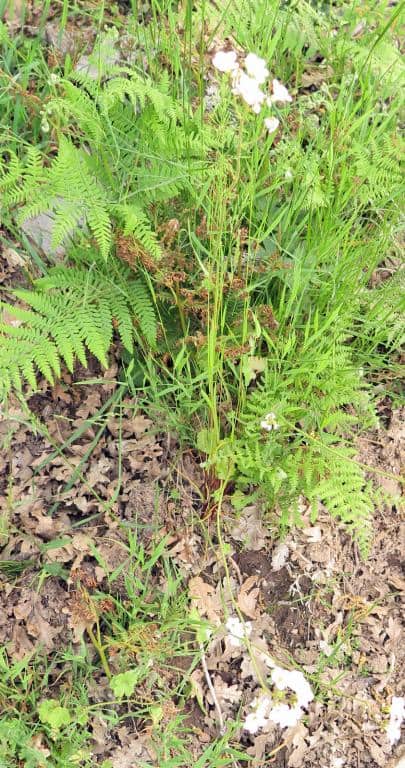 Imagen de Saxifraga granulata L.
