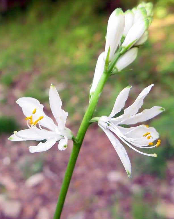 Imagen de Paradisea lusitanica (Cout.) Samp.