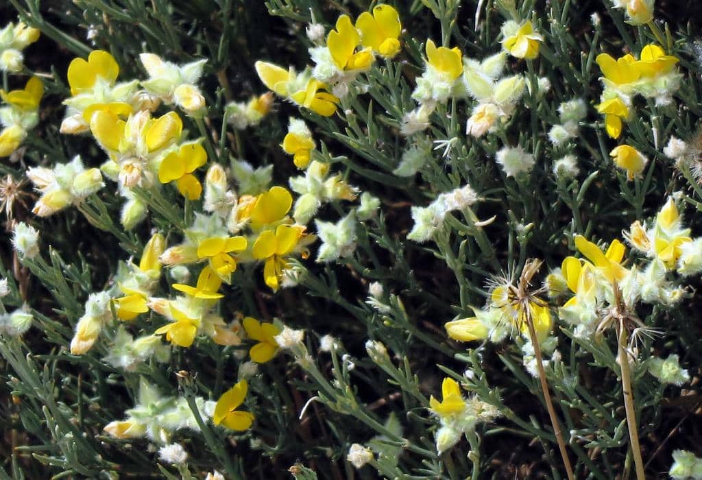 Imagen de Echinospartum ibericum Rivas Mart.