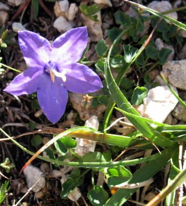 Imagen de Campanula arvatica Lag.