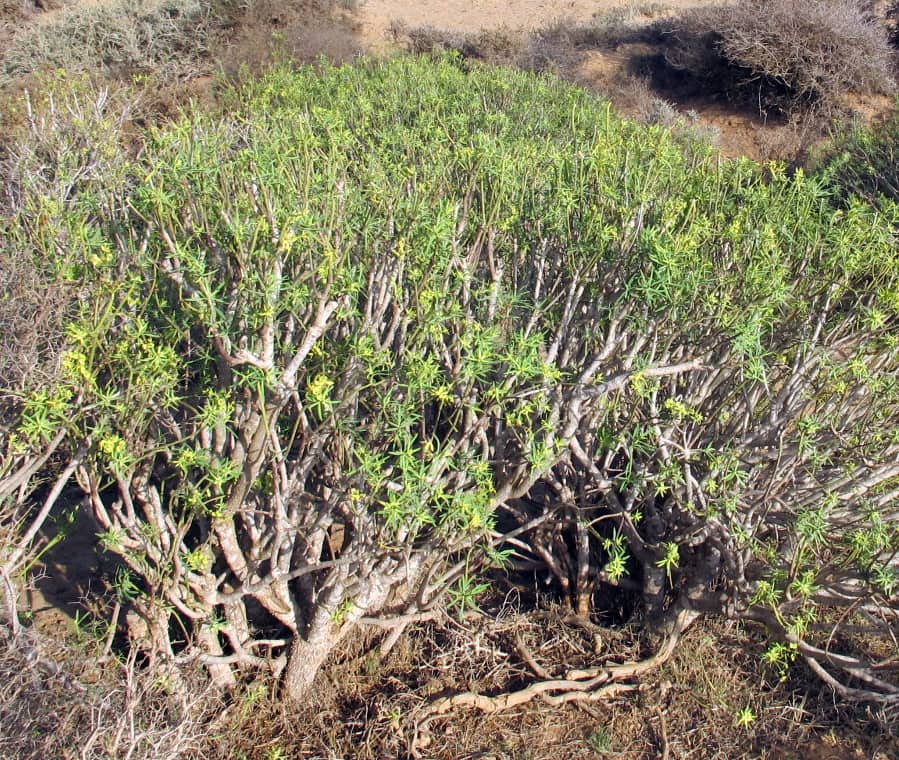 Imagen de Euphorbia regis-jubae Webb ex Werth