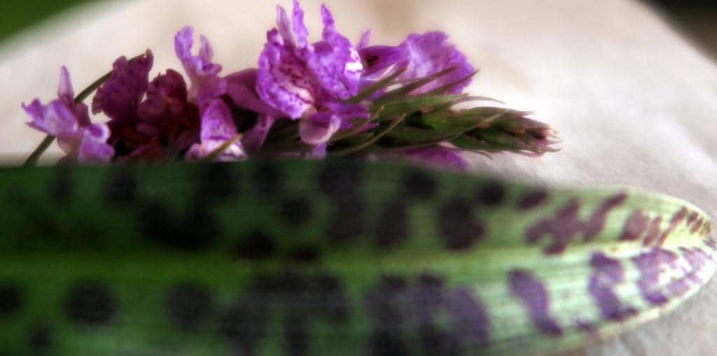 Imagen de Dactylorhiza