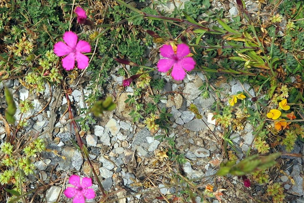 Imagen de Dianthus deltoides L.