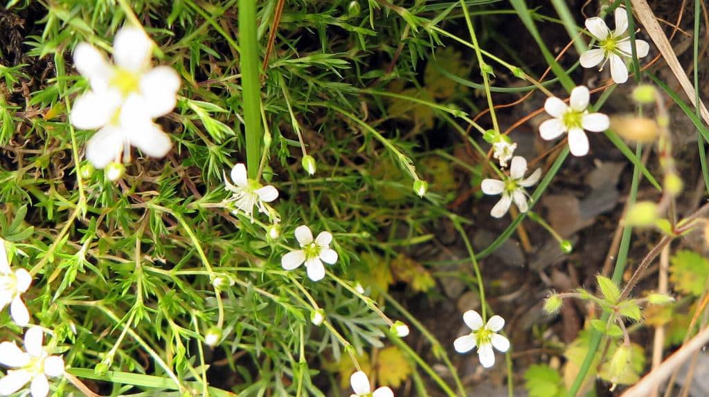 Imagen de Arenaria grandiflora L.