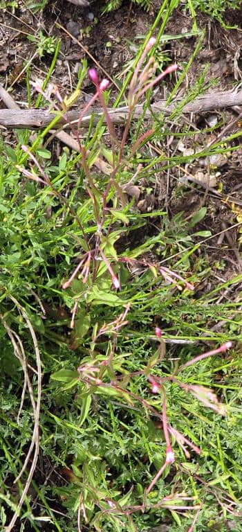 Imagen de Epilobium lanceolatum Sebast. & Mauri