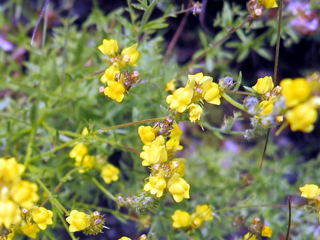 Imagen de Linaria saxatilis (L.) Chaz