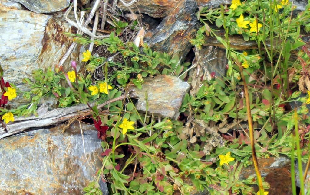 Imagen de Hypericum humifusum L.