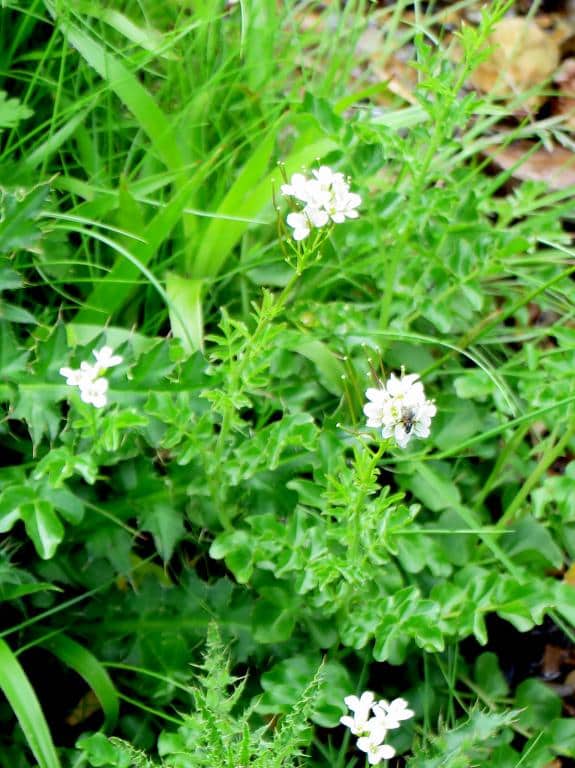 Imagen de Cardamine raphanifolia Pourr. subsp. gallaecica M. Laínz