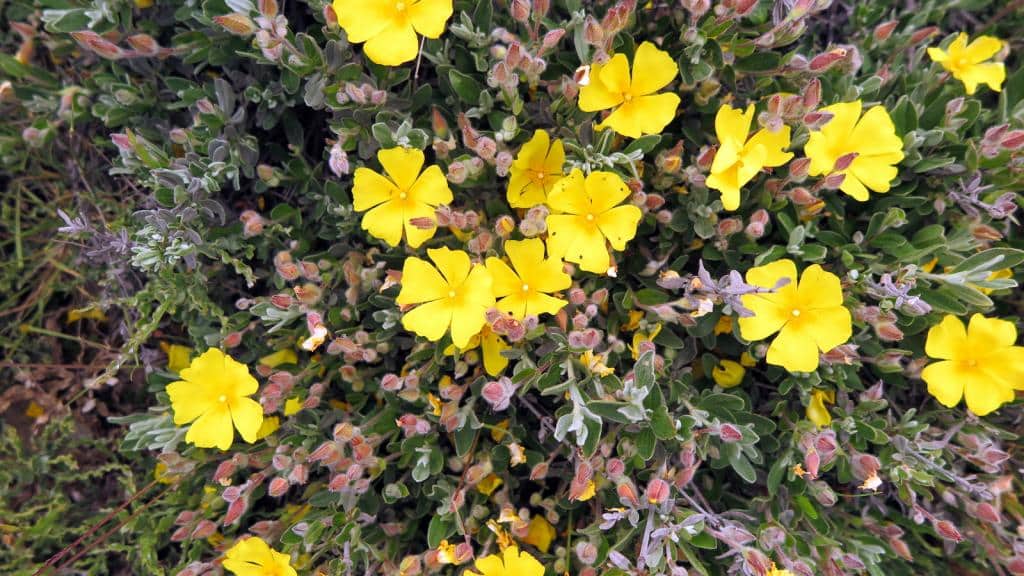 Imagen de Helianthemum apenninum subsp. cantabricum (M. Laínz) G.López