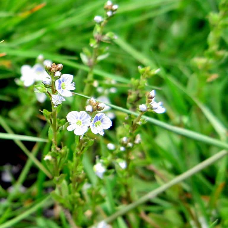 Imagen de Veronica serpyllifolia L. subsp. serpyllifolia