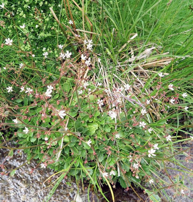 Imagen de Saxifraga spathularis Brot.